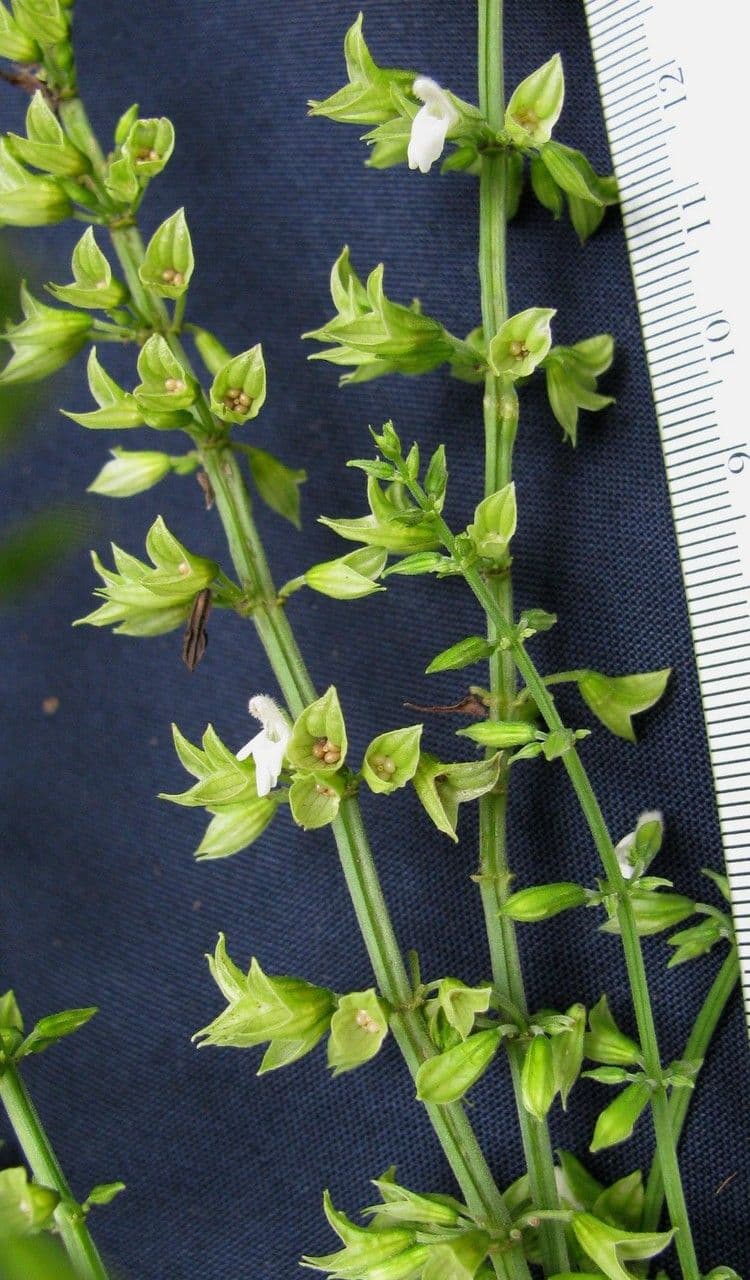 Salvia 14
