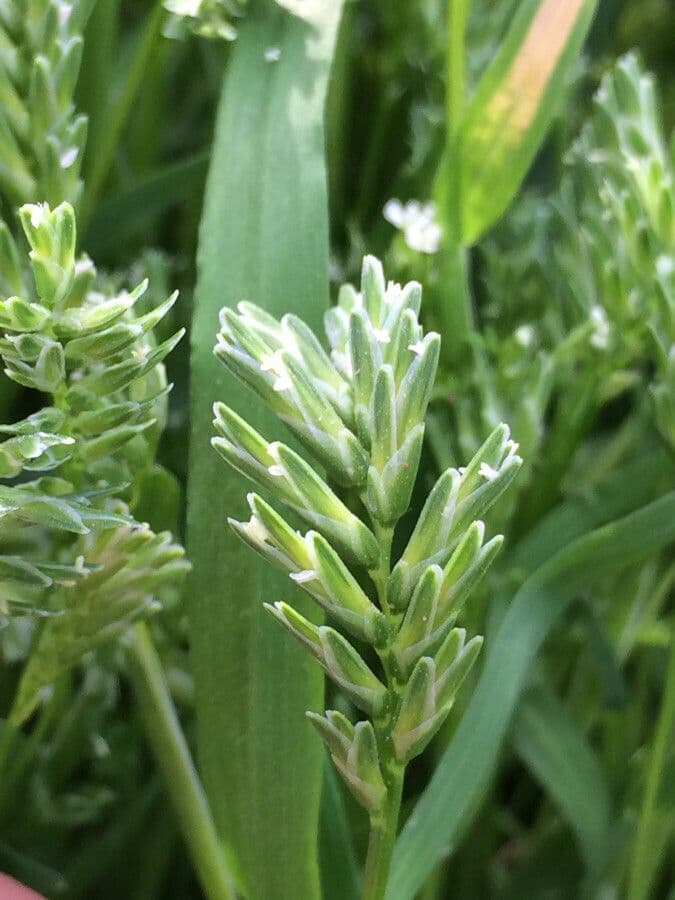 Sclerochloa 5