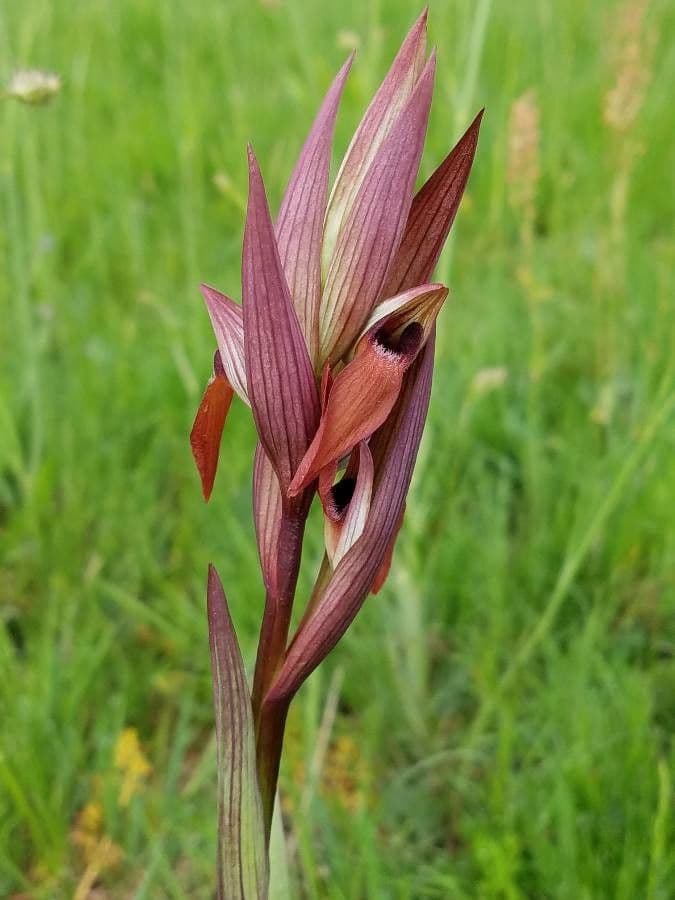 Serapiade vomeracea 20