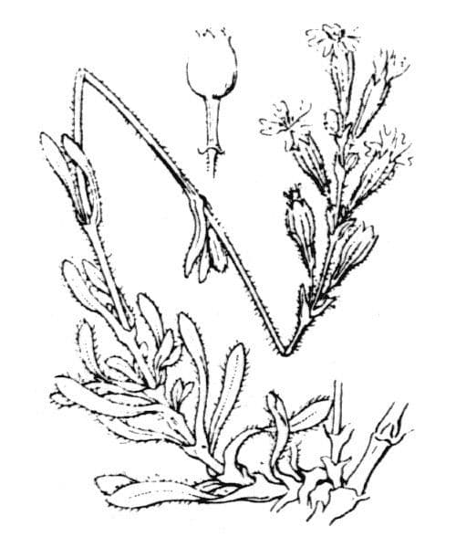 Silene nicejská 24