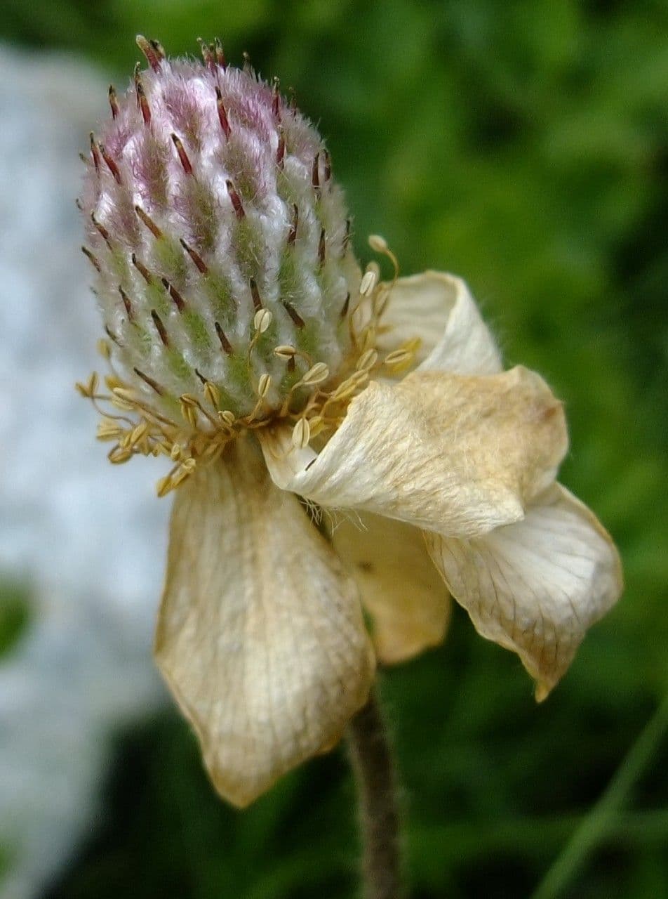 Callianthemum coriandrifolium 5
