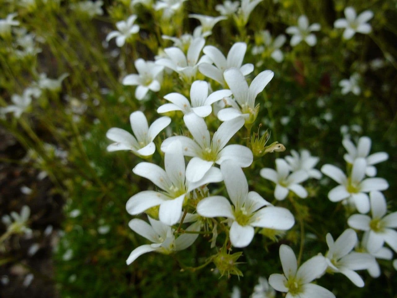Saxifrage 4