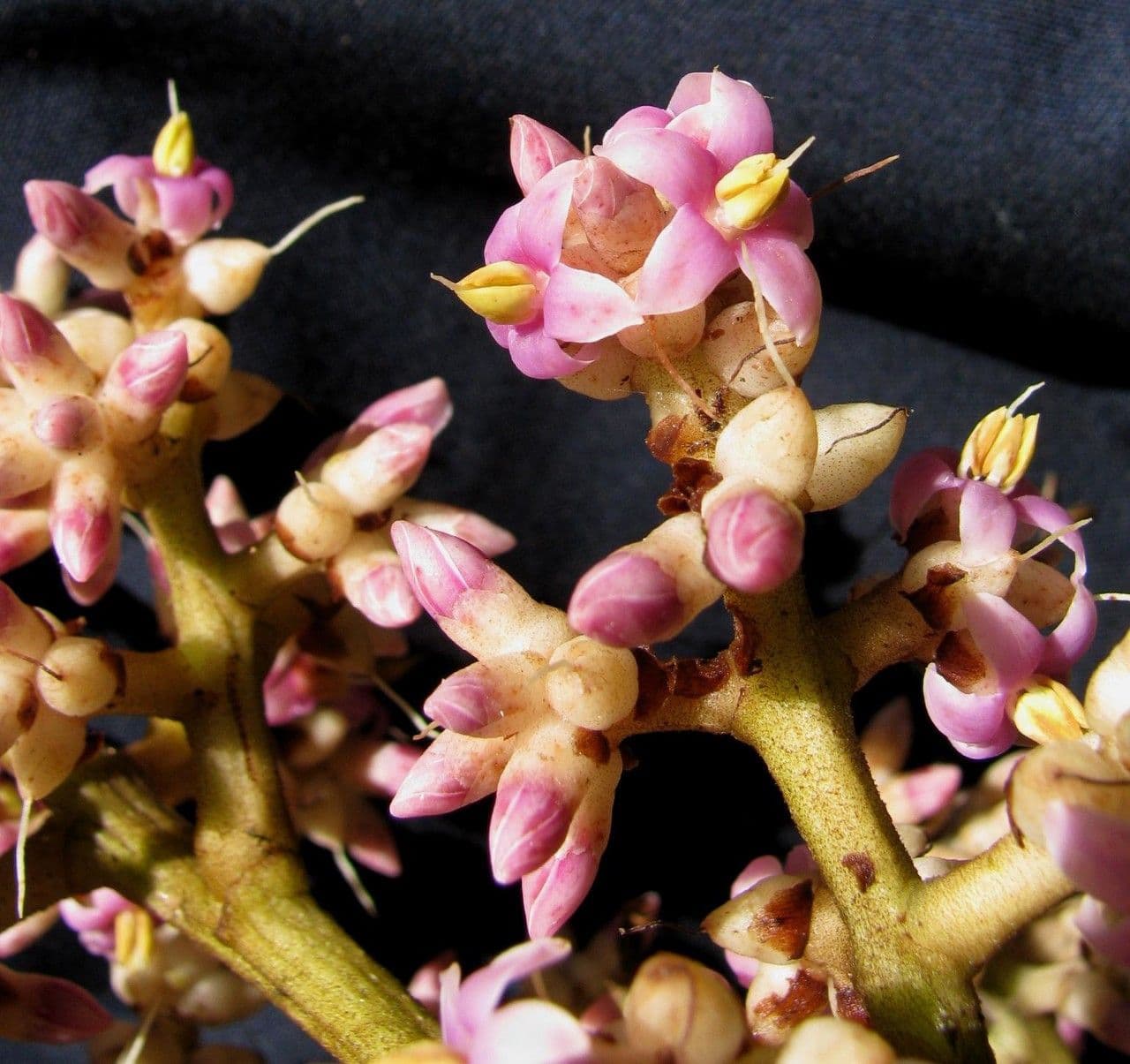 Ardisia 4