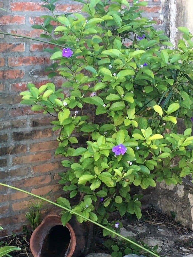 Brunfelsia australe 9