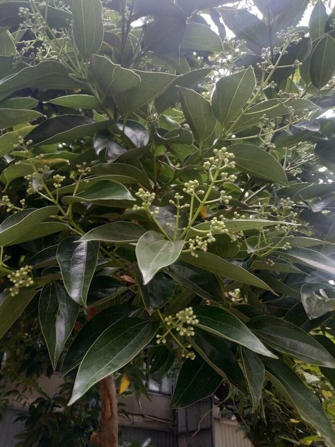Kampur-Lorbeer 9