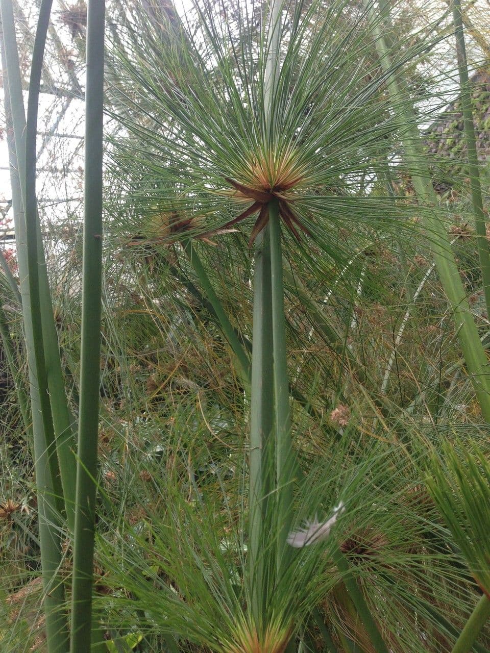 Papyrusstaude 8