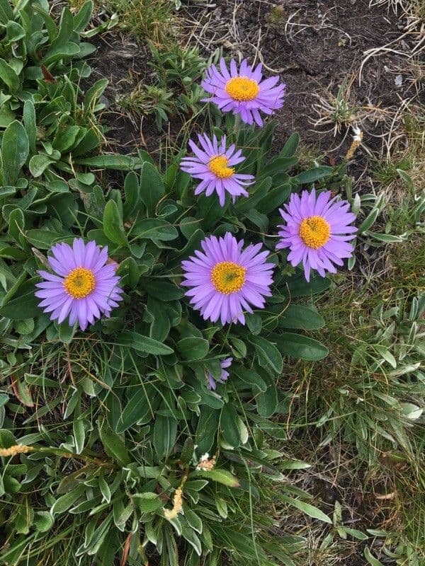 Alpen-Aster 5