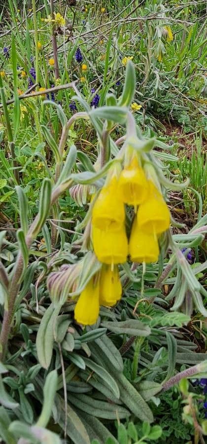 Onosma 6