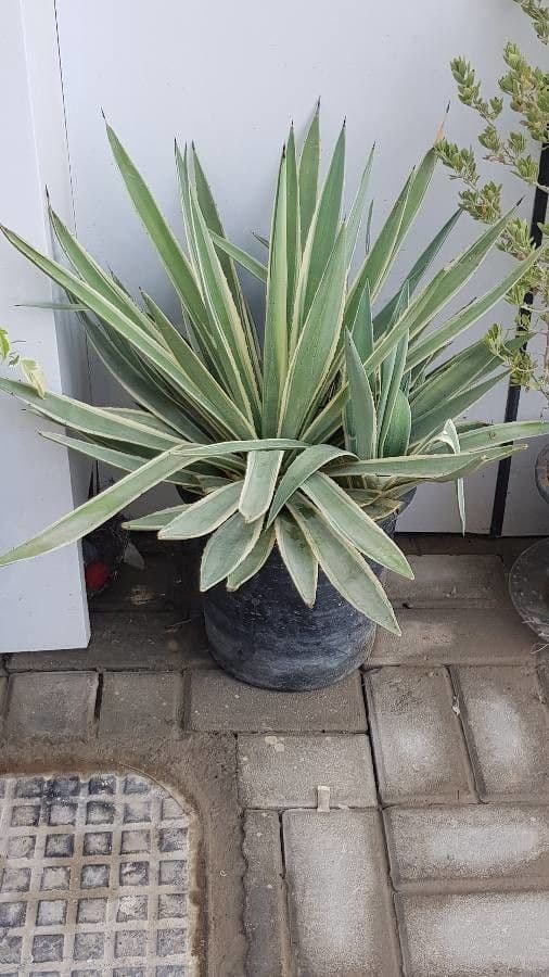 Garten-Sisal 24
