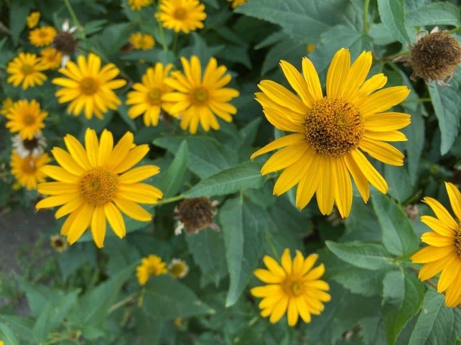 Heliopsis 6