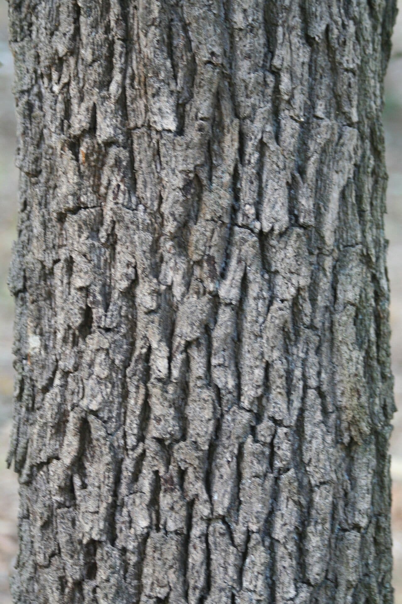 Quercia Daimyo 20
