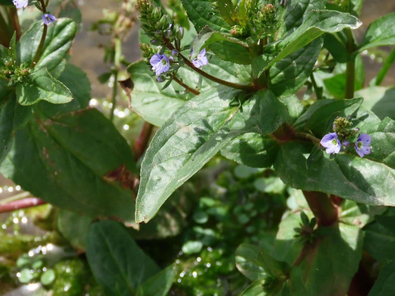 Veronica acquatica 17
