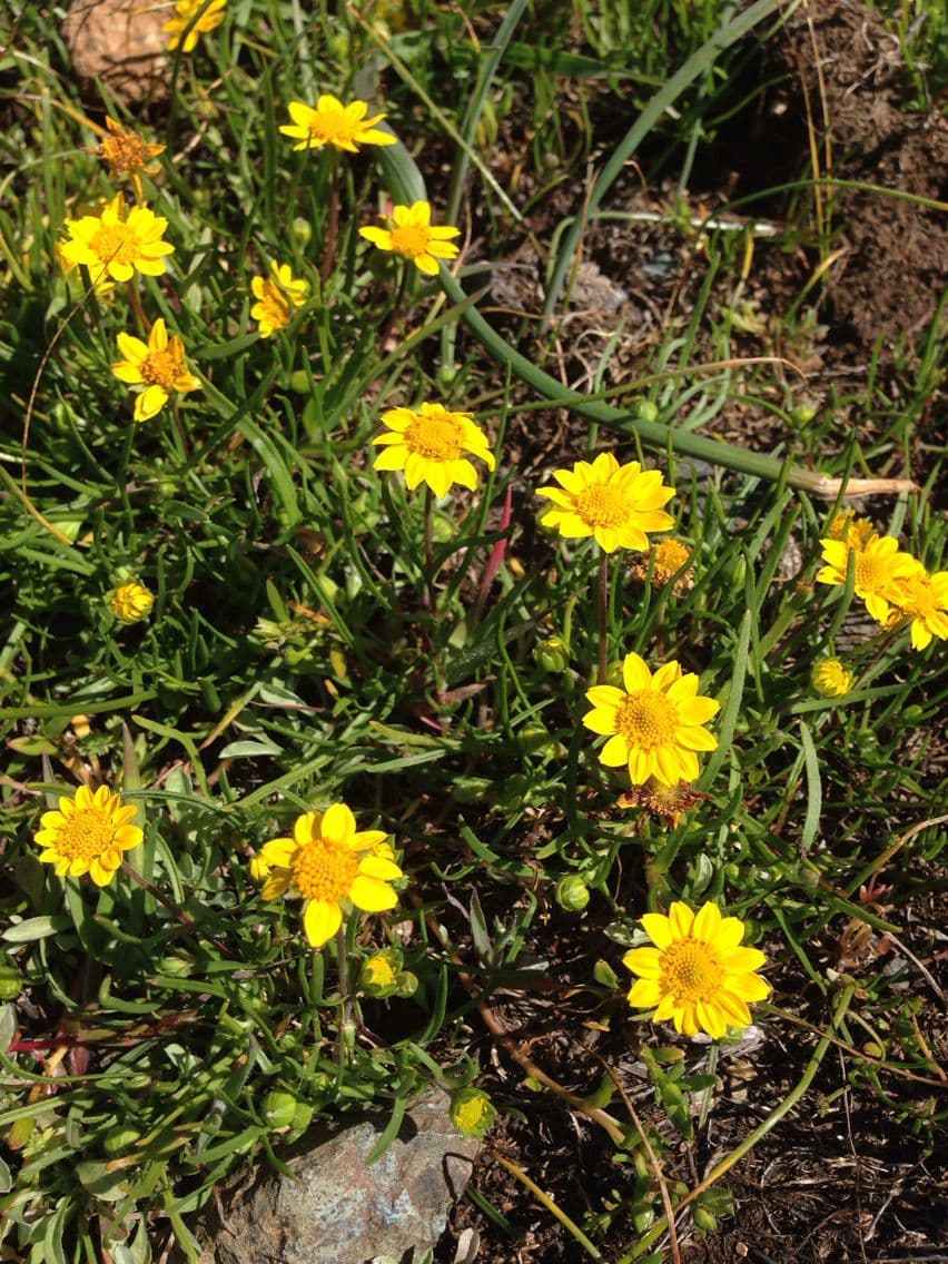 Lasthenia californica 17