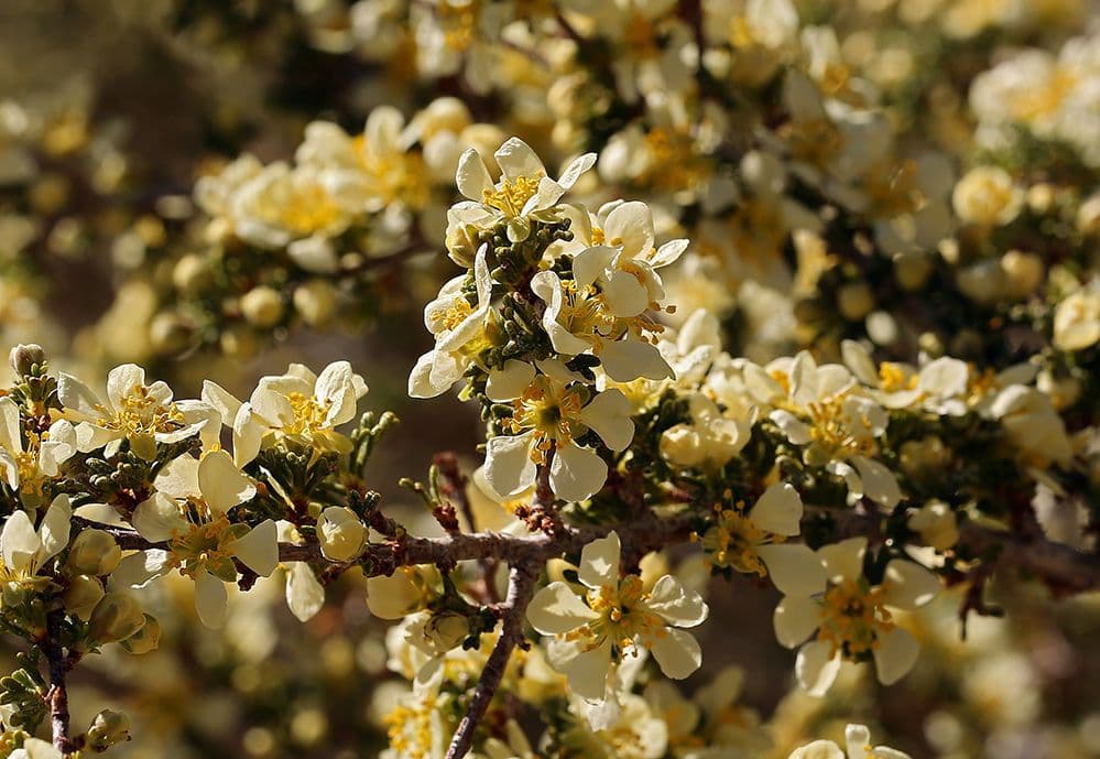 Purshia tridentata 21