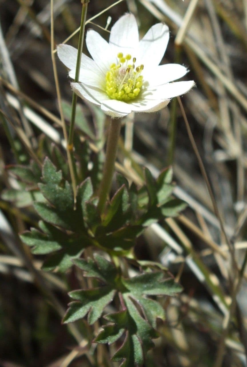 Anemone tuberosa 4