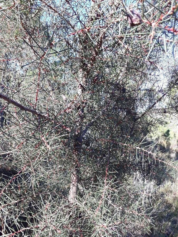 Hakea gibbosa 8