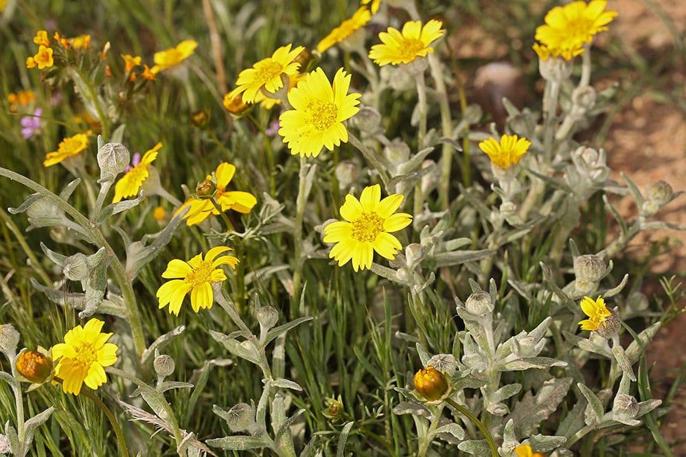Monolopia lanceolata 8