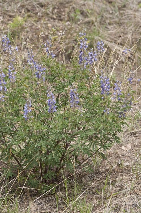 Lupinus di Hill 5