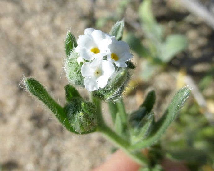 Cryptantha