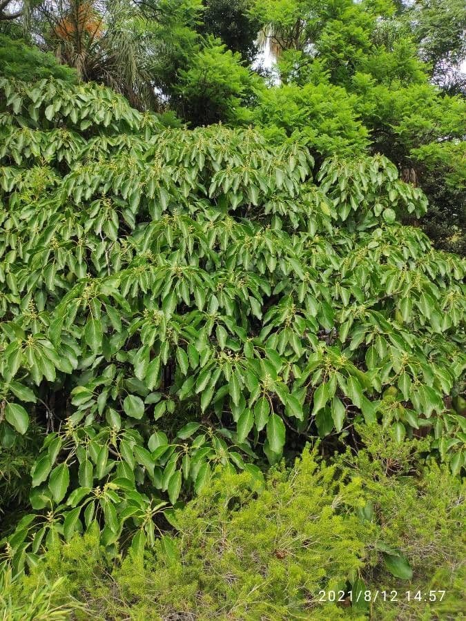 Trochodendron 17