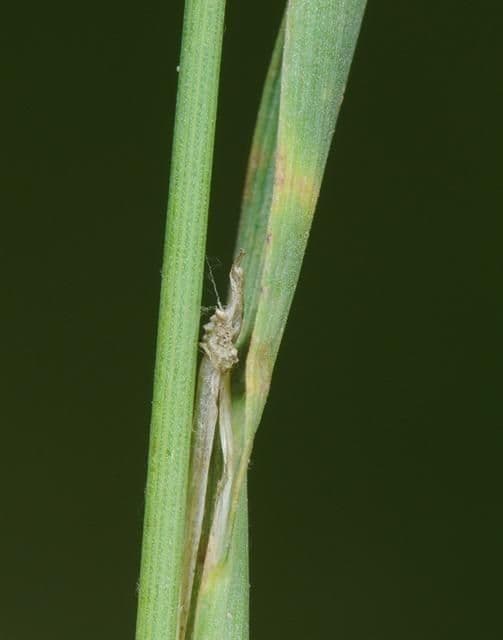 Beckmannia syzigachne 13
