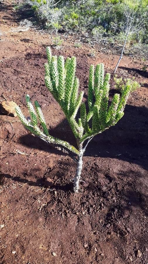 Araucaria 7