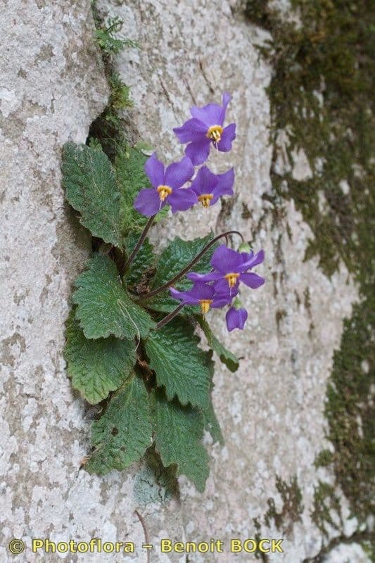 Ramonda Mycona 23