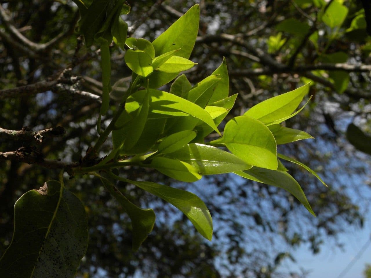 Ocotea 7
