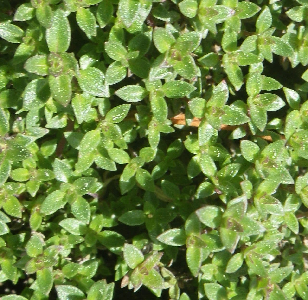 Thym à odeur de cumin 15
