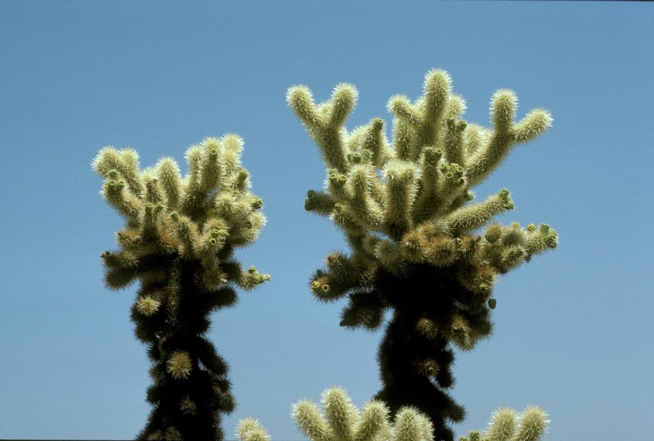 Cholla orsacchiotto 4