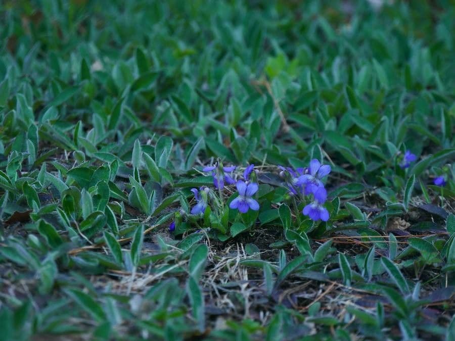 Viola sagittata 12