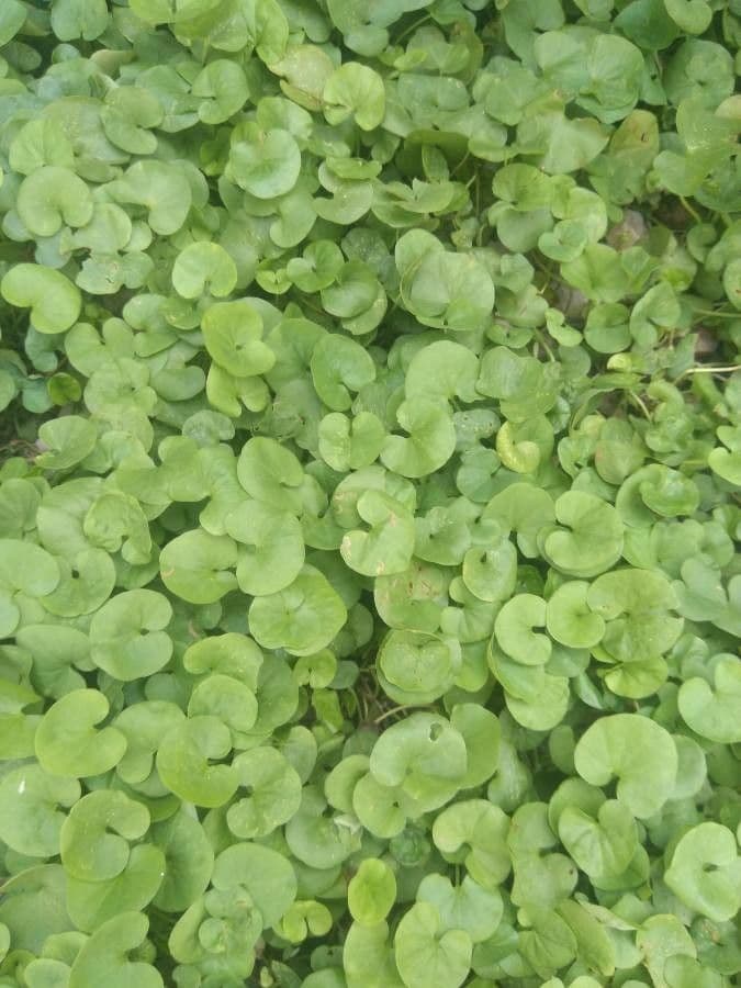 Dichondra 5