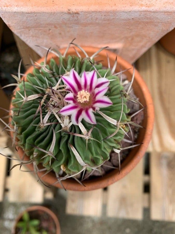Cactus cervello 6