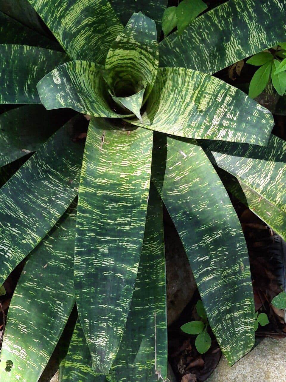 Vriesea 14