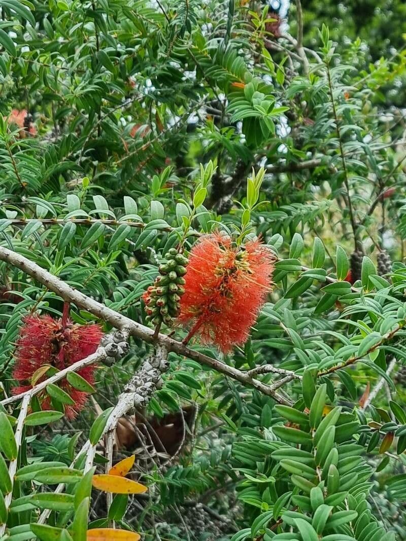 Teebaum 6