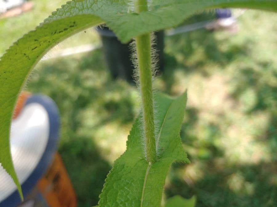 Eupatorio 25