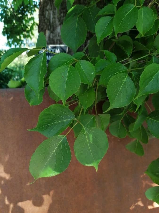 Bischofia javanica 12