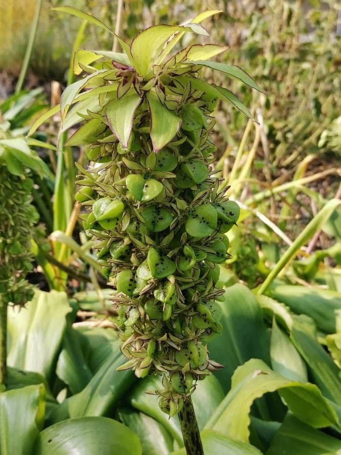 Eucomis 5