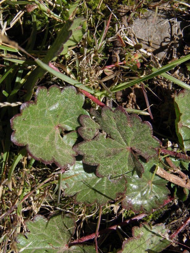 Sidalcea novomexická 7