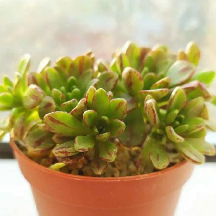 Aeonium sedifolium 13