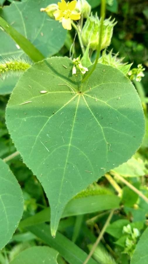 Abutilon 17