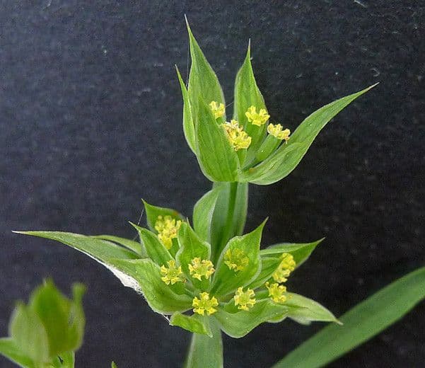 Bupleurum di Balden 24