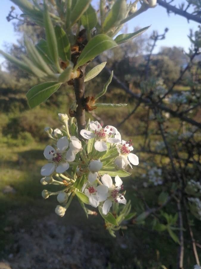 Peral de hoja de almendro 7