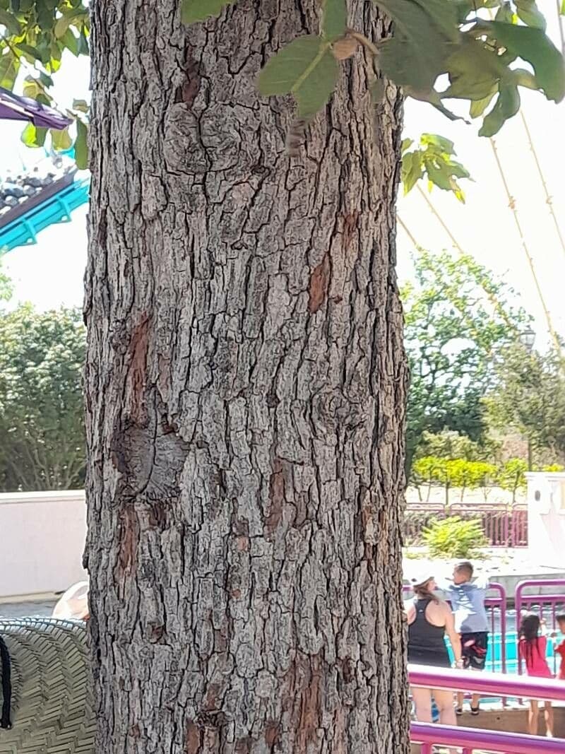 Quercia bianca polymorpha 13