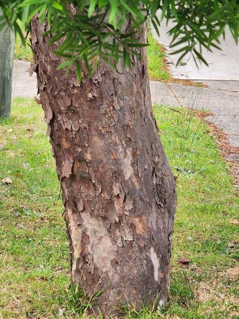 Afrocarpus falcatus 13
