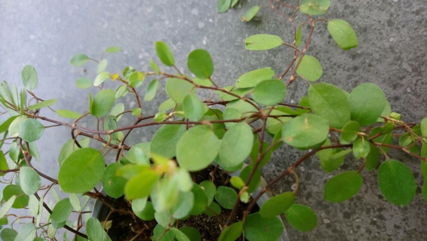 Muehlenbeckia complexa 19
