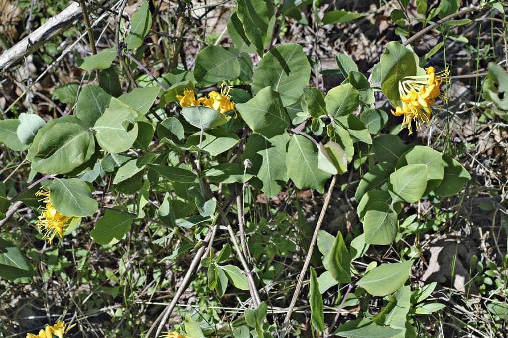 Caprifoglio giallo 7