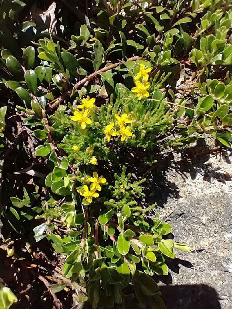 Hudsonia