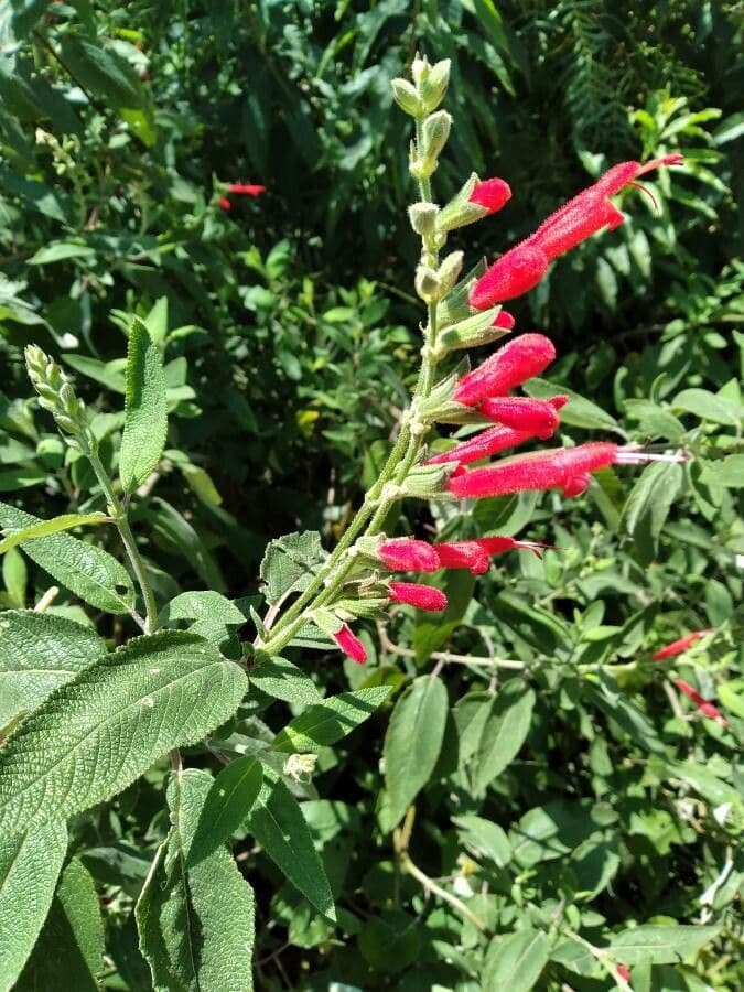 Salvia splendente 5