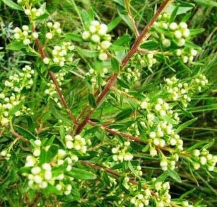 Lechea mucronata 6